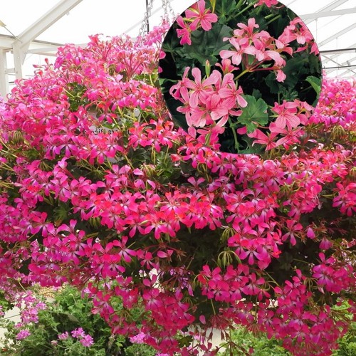 Pelargonium 'Ville de Paris Rose' - Pelargoon 'Ville de Paris Rose'  